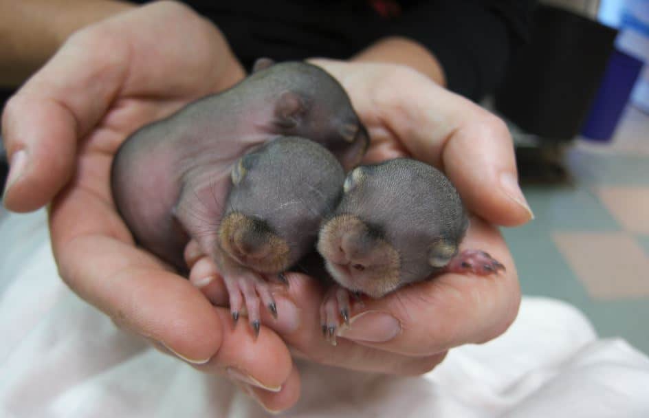 hermancealison_baby-squirrels