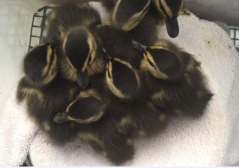 hermancealison_ducklings-from-above