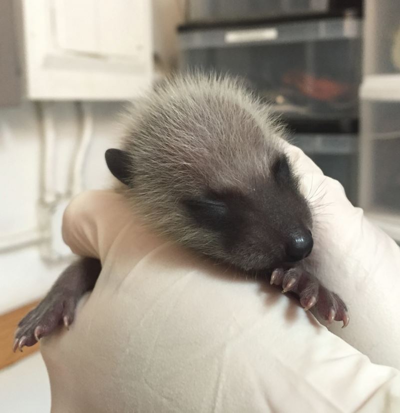 hermancealison_orphaned-baby-raccoon