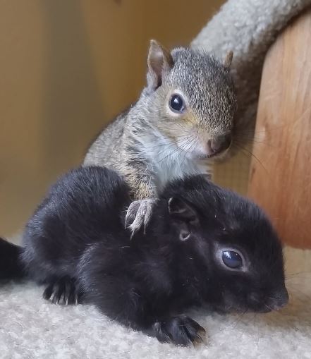 piazzamelanie_black-squirrel-and-sibling