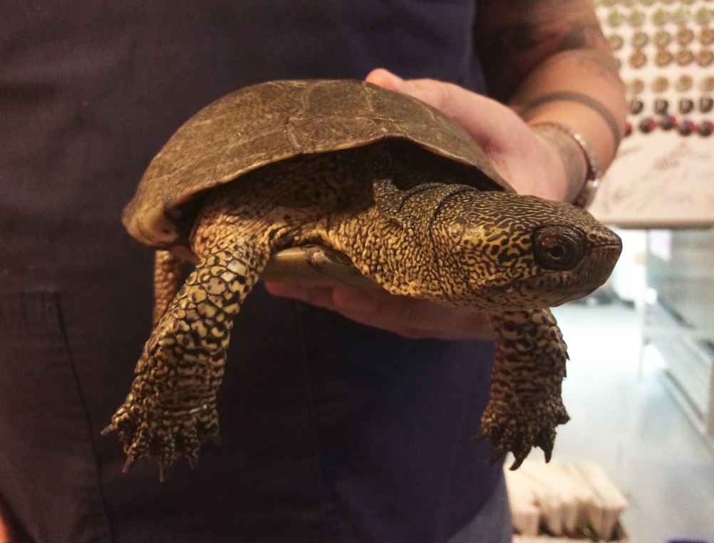 western-pond-turtle