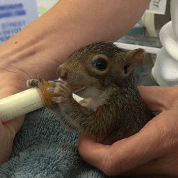 hermancealison_squirrel-for-jr