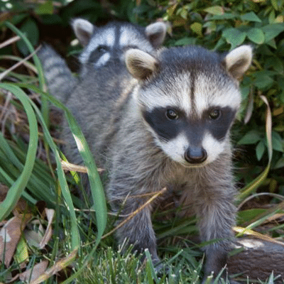 rossshelly_raccoons
