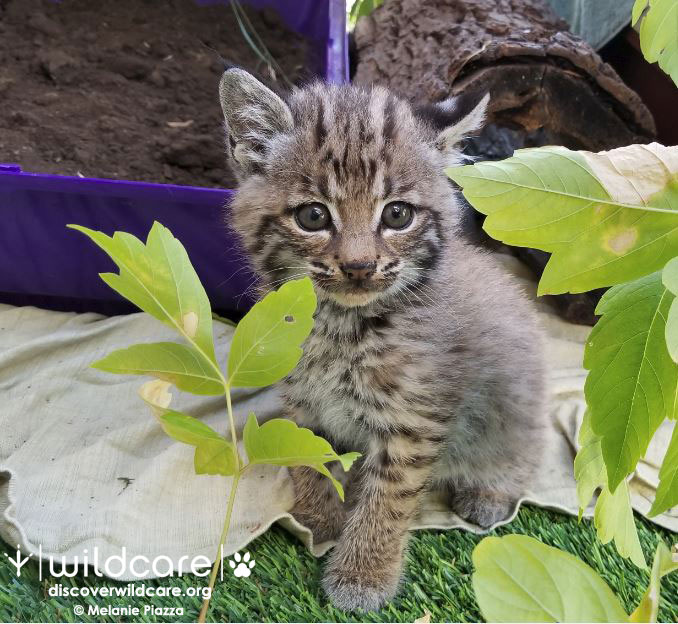 Bobcat Kitten At Wildcare Wildcare