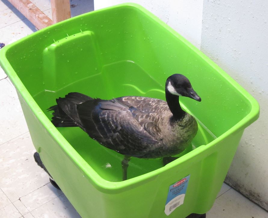 Cackling Goose Identification, All About Birds, Cornell Lab of Ornithology