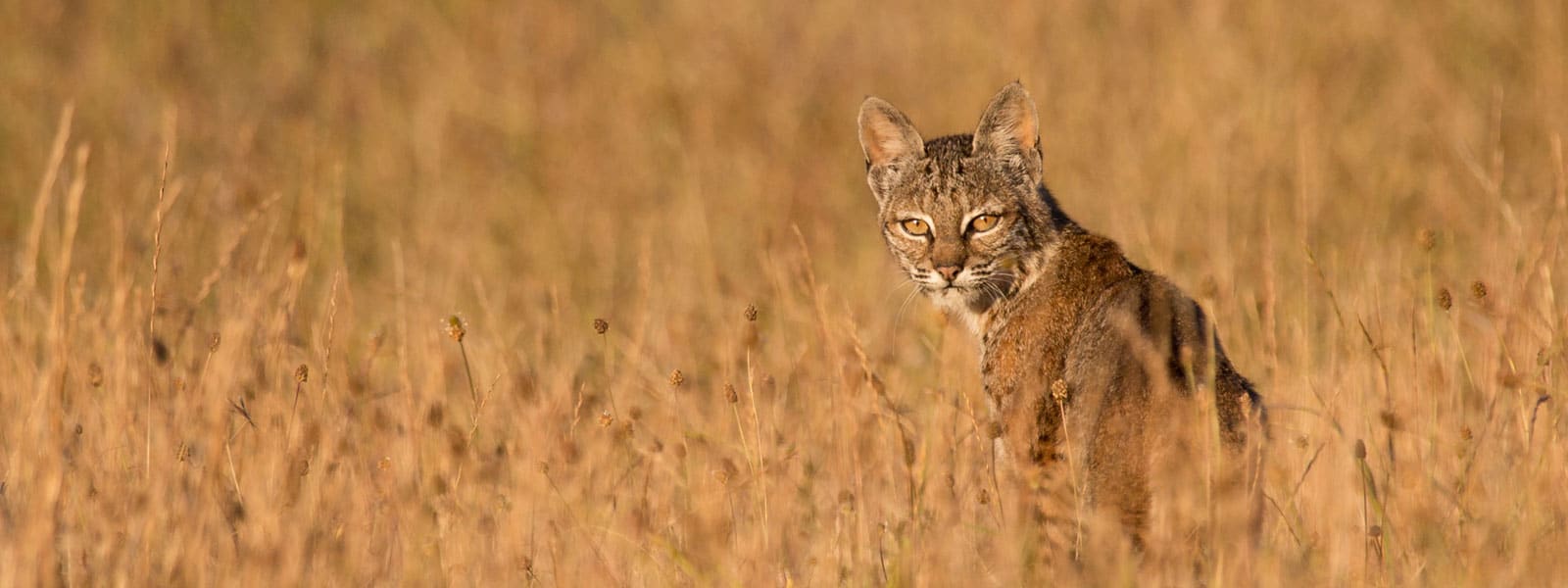 Bobcat in grass. Photo by Tory Kallman