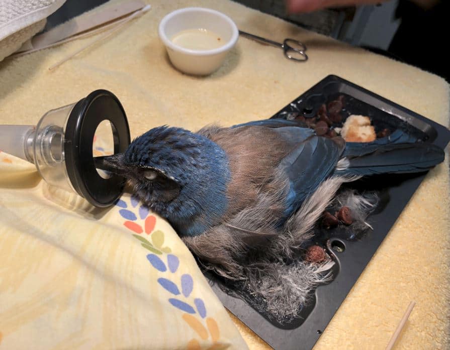 https://www.discoverwildcare.org/wp-content/uploads/2018/03/HermanceAlison_Glue-trap-scrub-jay2.jpg