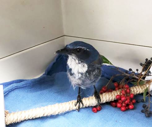https://www.discoverwildcare.org/wp-content/uploads/2018/03/HermanceAlison_glue-trap-scrub-jay-in-recovery.jpg