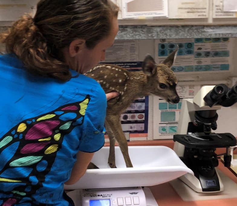 This Tiny Fawn Needed Help! – WildCare