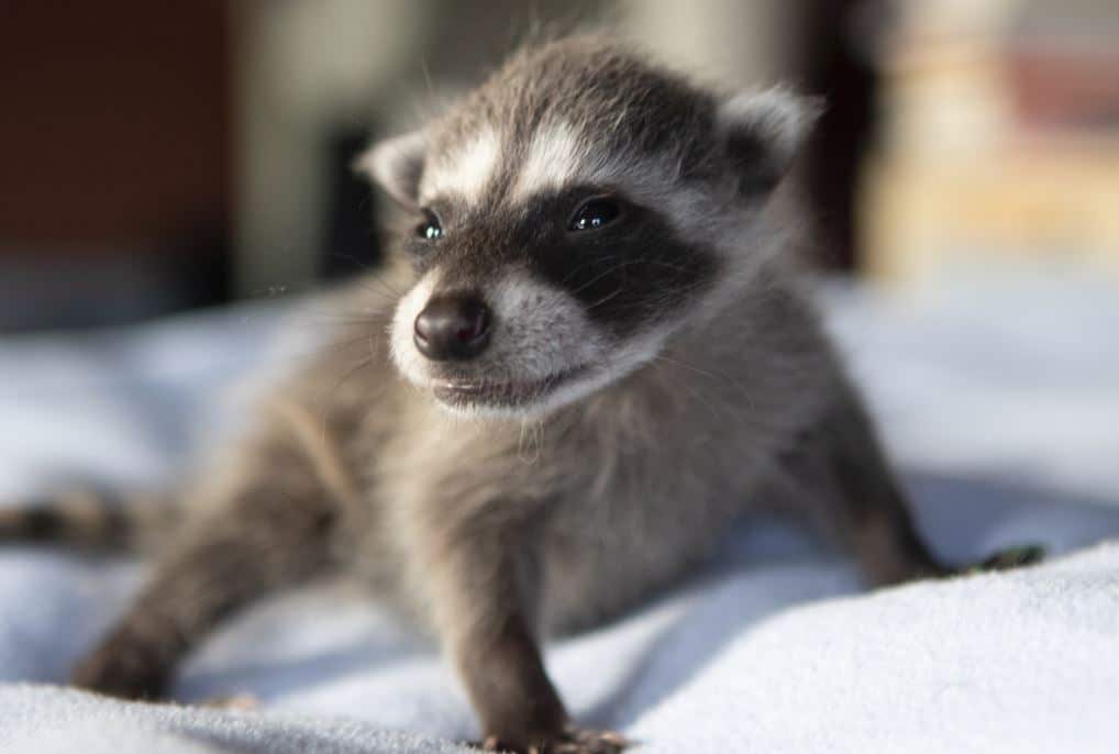 RossShelly_4-weeks-old-3.jpg